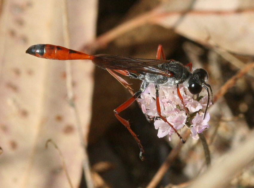 Ammophila heydeni rubriventris che lavora alla tana